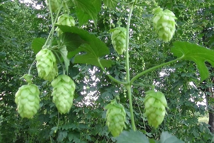 Şerbetçi otu yüksek verimiyle üreticisini sevindirdi