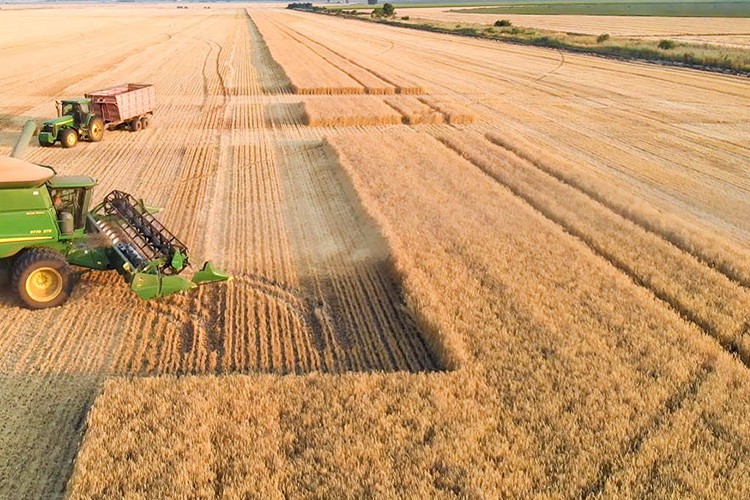 AB, 5 ülkenin Ukrayna'dan tahıl ithalatı kısıtlamasını uzattı