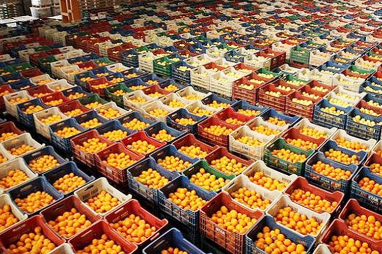 Narenciye ihracatında hedef 1 milyar doları aşmak
