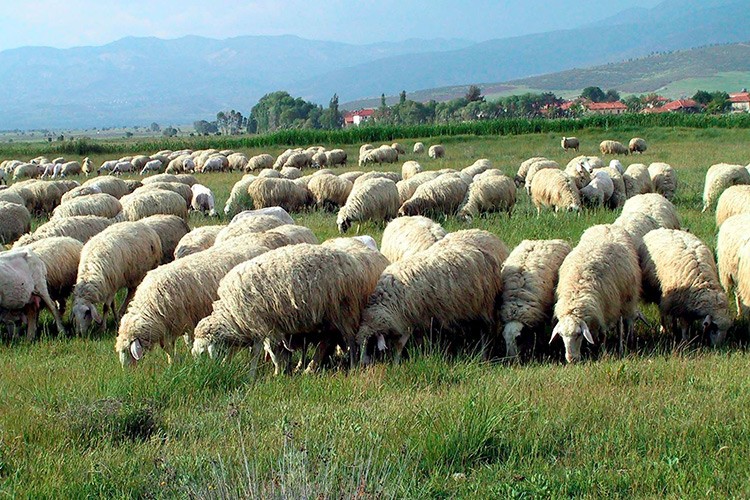 TİGEM 20 bin ton koyun sütü satacak