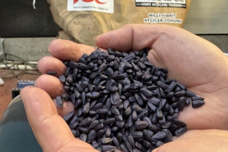 Tekirdağ'da geliştirilen yerli hibrit ayçiçeği tohumu Rusya'da yeşeriyor