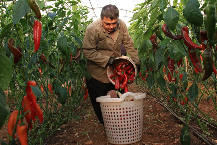 Örtü altı kırmızı biber üreticisini güldürdü