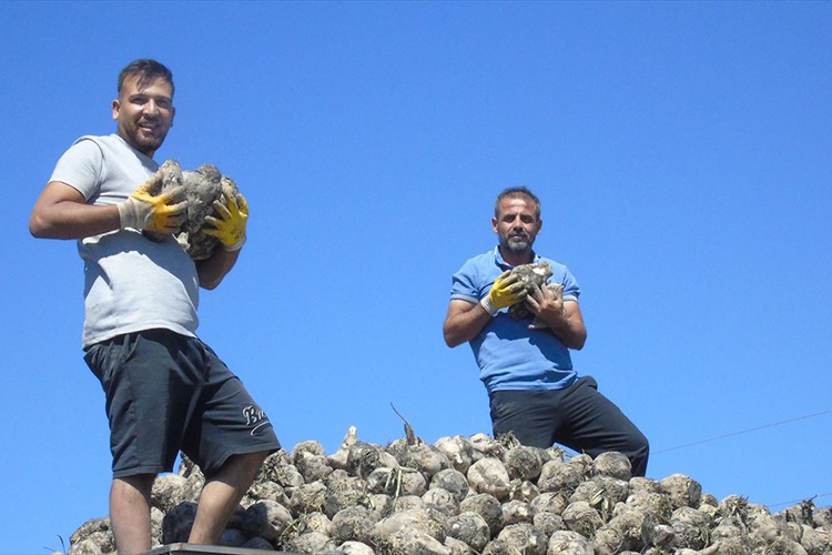 Gaziantep'te şeker pancarı hasadına başlandı