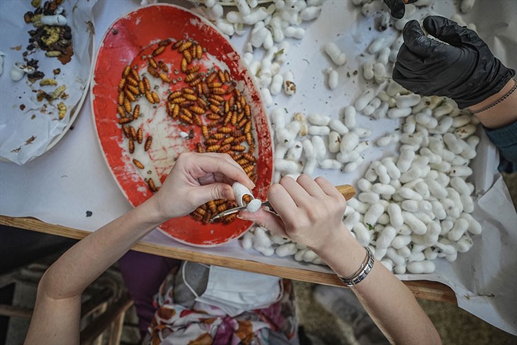 İpek böceği gereksinimi Bursa'daki merkezden sağlanıyor