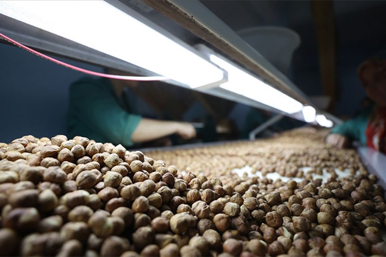 Fındık ihracatından 2,3 milyar doları aşkın gelir sağladık