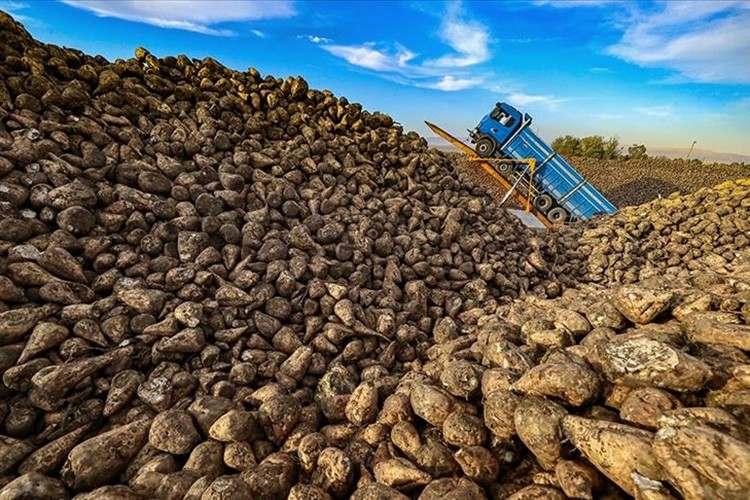 Üreticilere 2025 pancarı bedeli ödemesi yapıldı