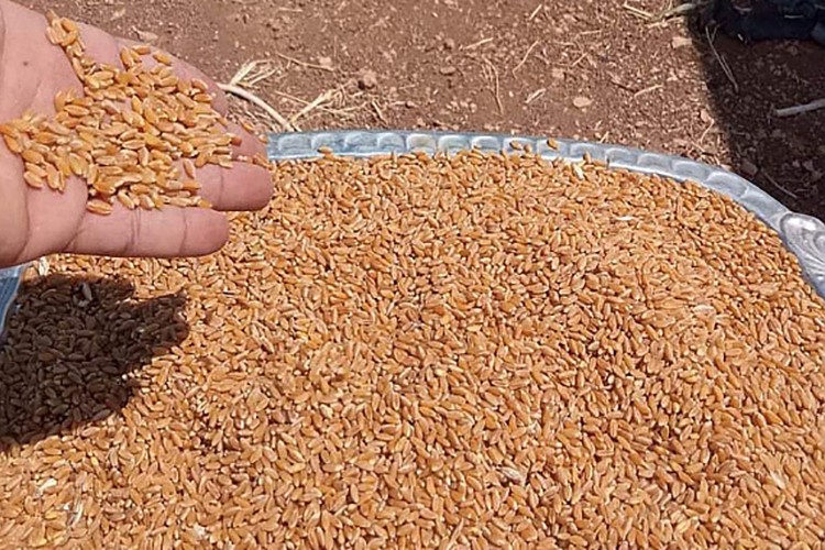 Dünya hububat fiyatlarında koridor etkisinin "sınırlı" olacağı bekleniyor