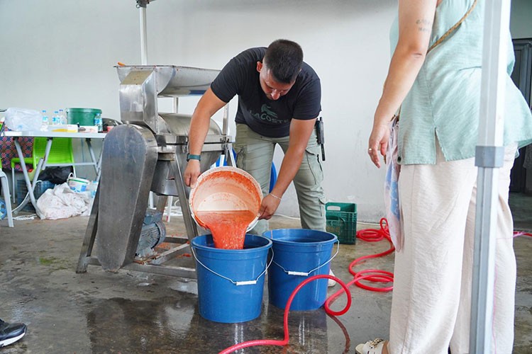 Ayvalık'ta salça zamanı başladı