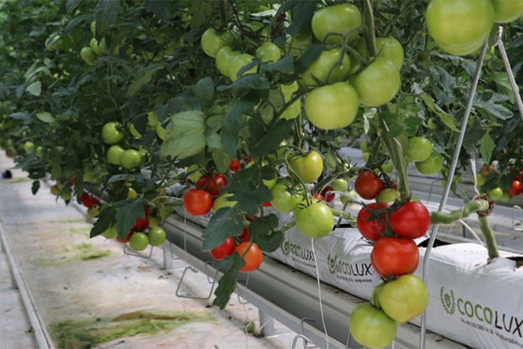 Jeotermal serada üretilen domatesler ihraç ediliyor