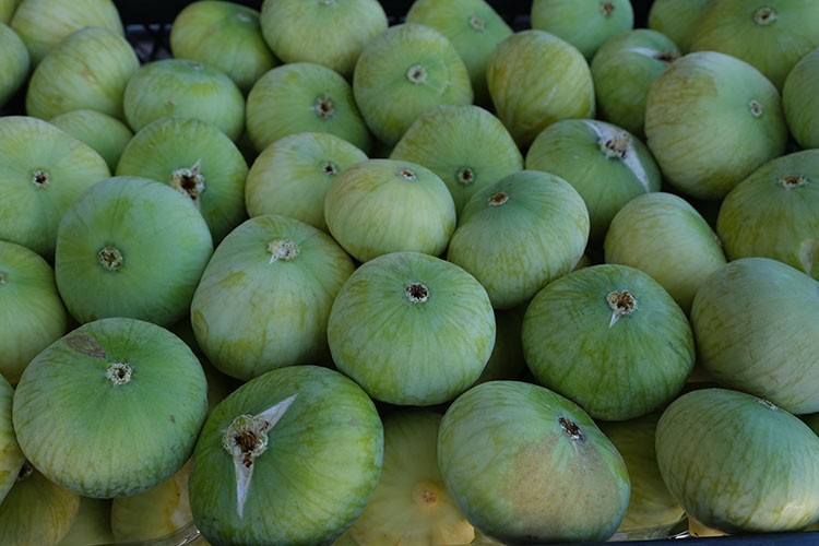 Mut'ta beyaz incir hasadına başlandı