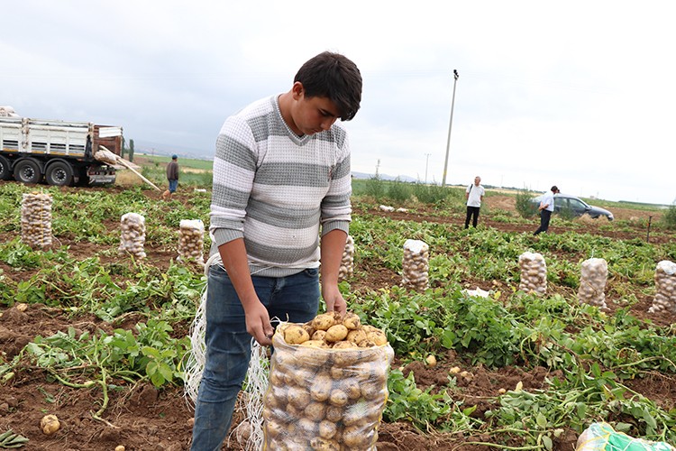 Erken patates yüz güldürdü