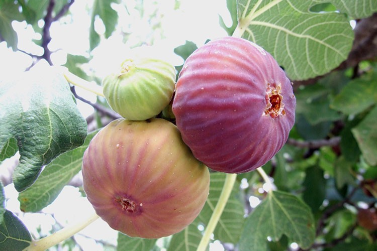 İncirler oldu ihracat yolculuğu başladı