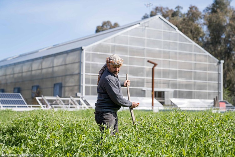 İzmir'de kuraklığa ve susuzluğa dayanıklı yem bitkileri üretiliyor