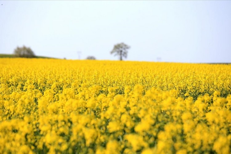 Çiçeklenme döneminde tarlalar sarıya boyandı
