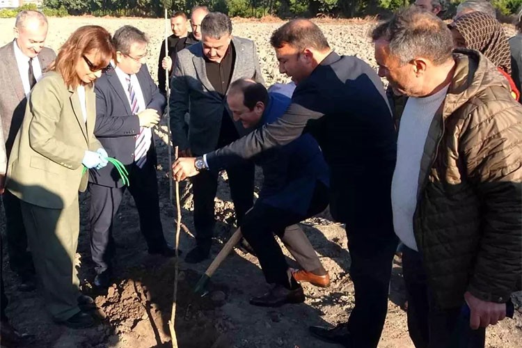 Erdemli'de kestane tarımına başlanıyor