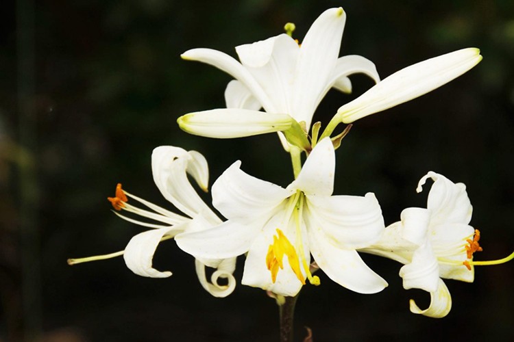 Ak Zambak eylem planı