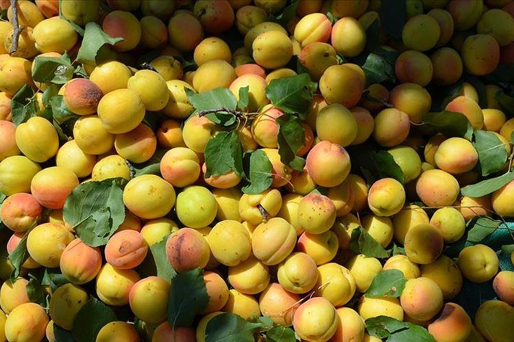 Kayısıda 5 yılda 329 milyon dolarlık ihracat gerçekleşti