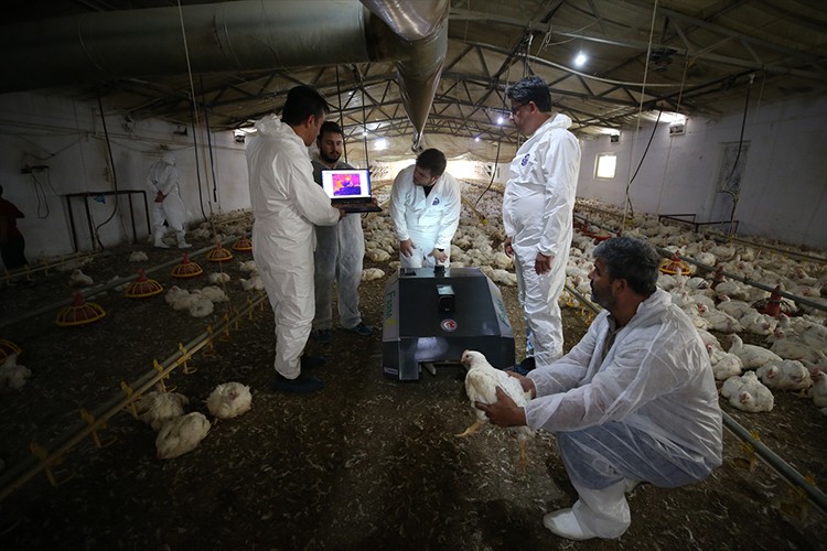 "BroBot" kümes hastalıklarında erken teşhisi kolaylaştıracak