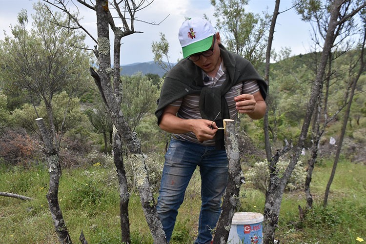 Sinop'ta 80 bin yabani zeytin ağacı aşılandı