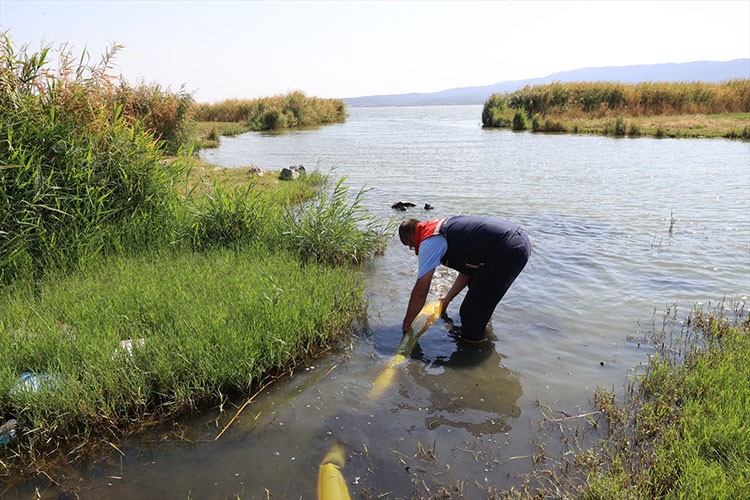 10 milyon yavru sazan göletlere bırakıldı
