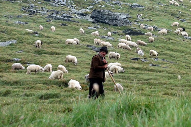 Çoban desteği bugün ödenecek