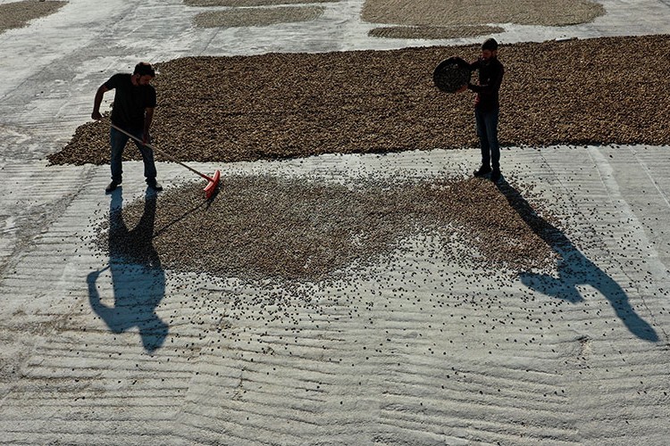 Kırsalda kurulan fıstık işleme tesisi üreticinin yükünü hafifletti