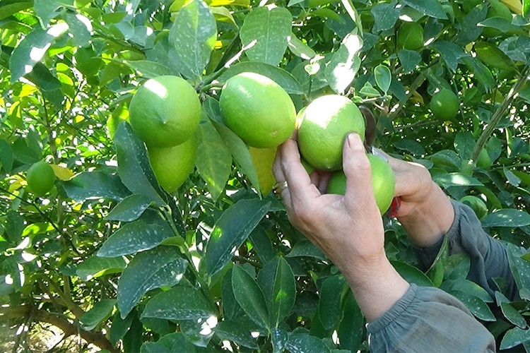 Mersin'de erkenci limon hasadı başladı