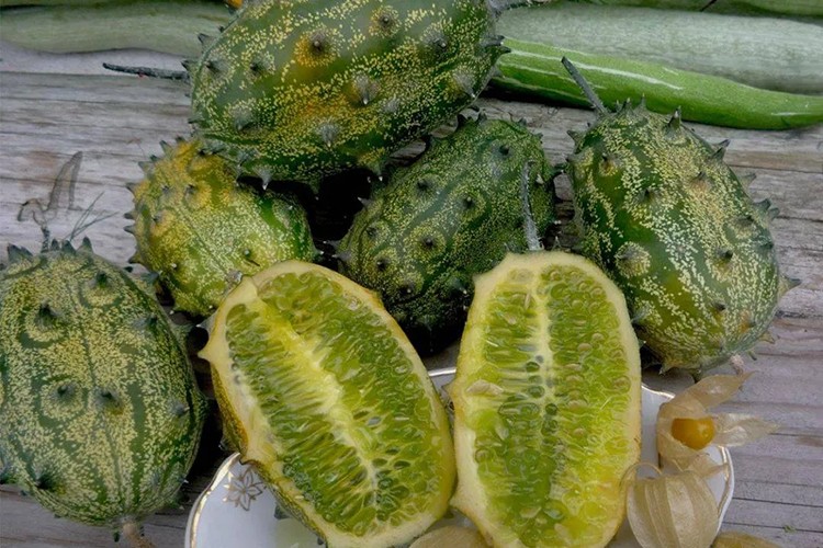 Tropikal meyve kiwano üreticiye gelir kapısı oldu