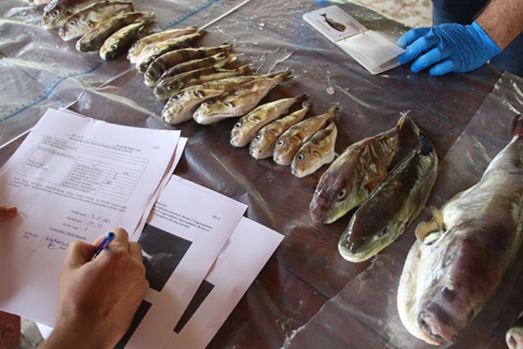 Balıkçılar balon balığı destek ödemelerinin artmasından memnun