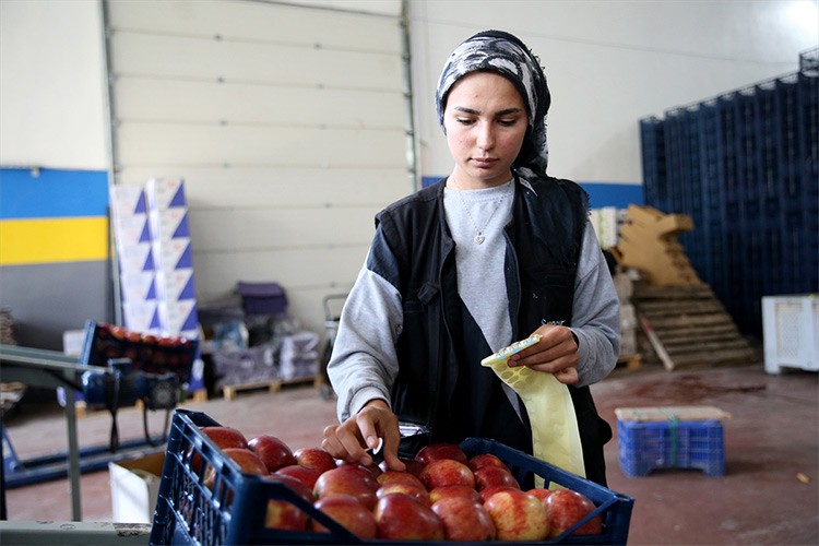 Yahyalı elması dünya pazarına açılıyor