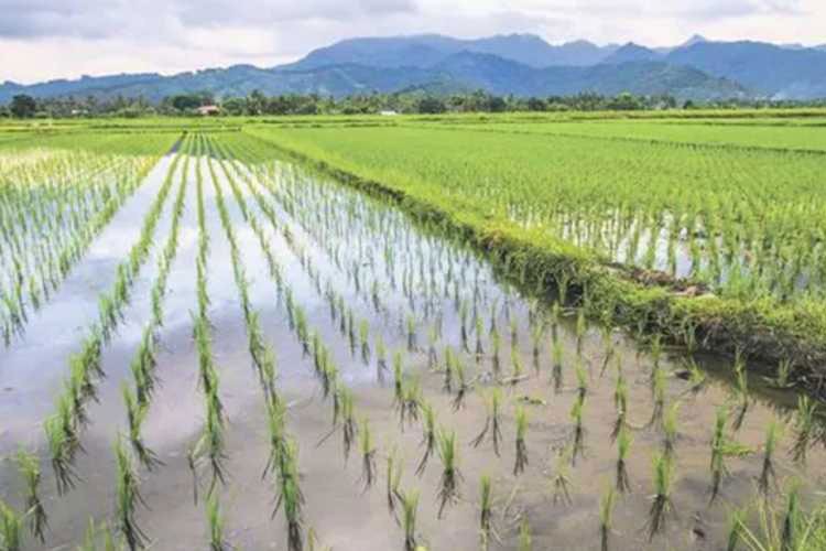 Çeltik ekim alanları su seviyesine göre belirlenecek