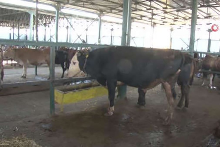 Veteriner kontrollü ürün ithalatına düzenleme