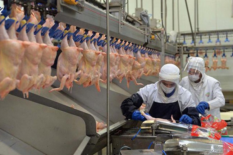 Tavuk eti ihracatına sınırlama