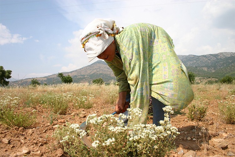 OGM'den Orman Köylüsüne 1,3 Milyar TL Destek
