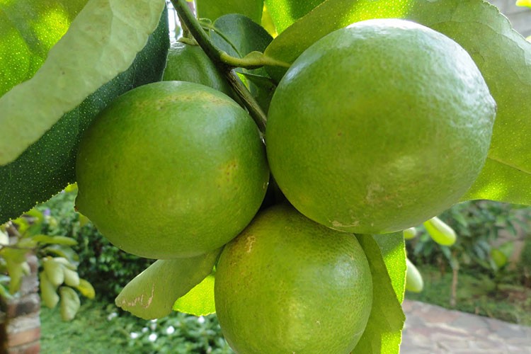 Limonda verim azaldı