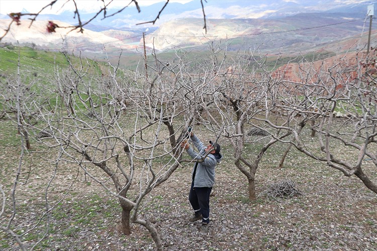 Siirt'te yağışlar fıstık üreticilerinin verim beklentisini artırdı