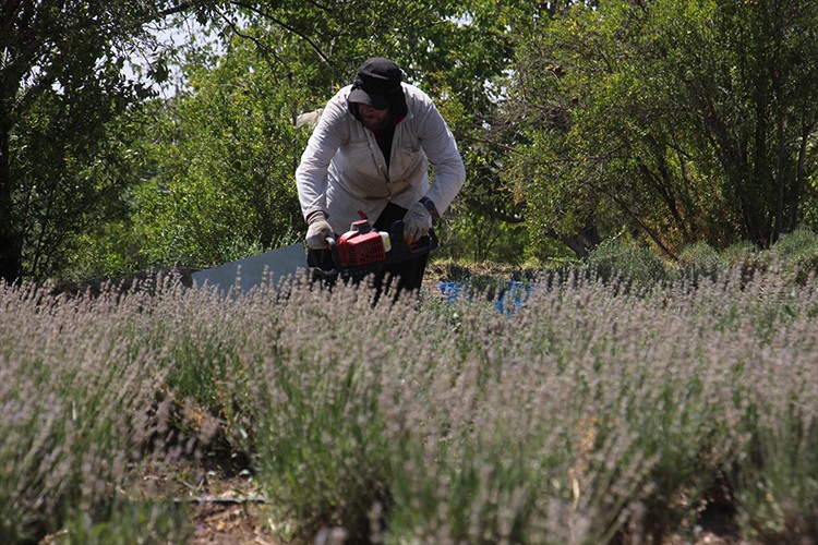 Kilis'te lavanta hasadı başladı