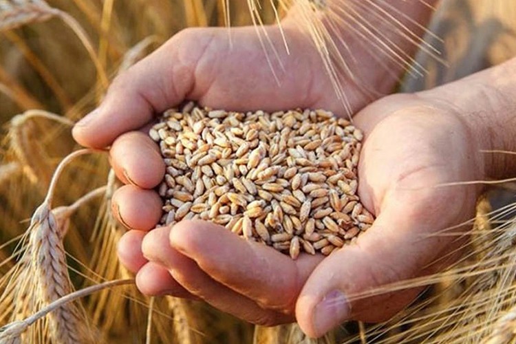 Hububat ihracatı geçen yıl 12,3 milyar doları aştı