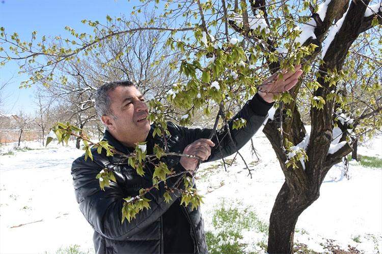 Kayısı bahçelerinde hasar tespit çalışması yapılıyor