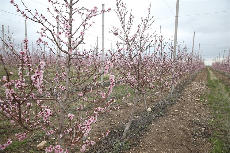 Niğde'de meyve ve sebze işleme tesisi yatırımlarına özel teşvik