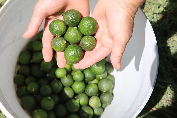 Bodrum mandalinasında bu yıl rekolte düştü