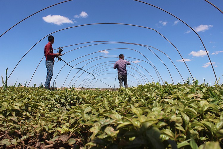 Fideler toprakla buluşuyor