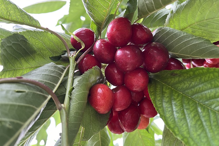 Batı Akdeniz'de yetiştirilen kirazlar yurt içi ve dışında talep görüyor