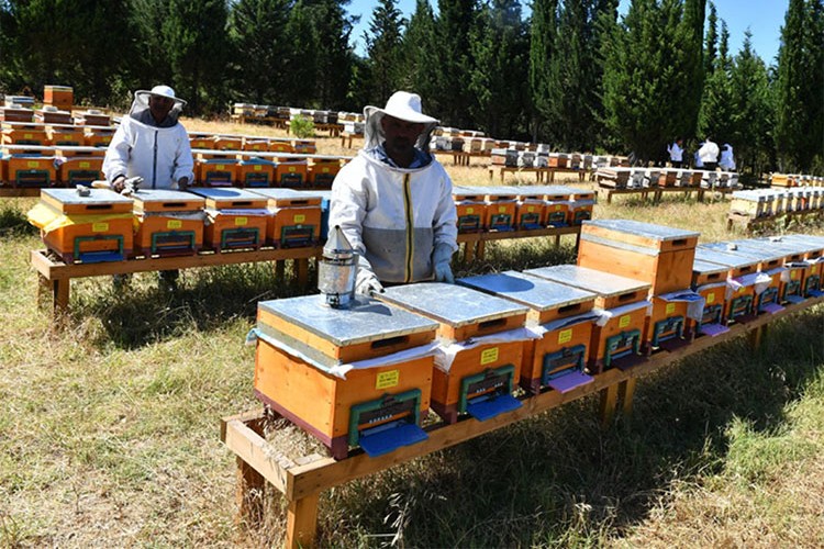 Arıcılara ilave şeker arzı müjdesi