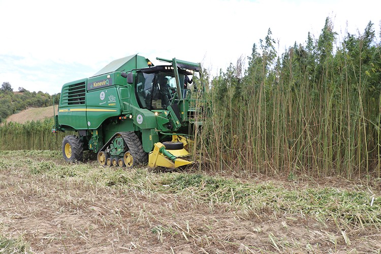 Samsun'da kenevir hasadı başladı