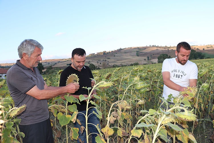 Samsun'da ayçiçeği hasadı başladı