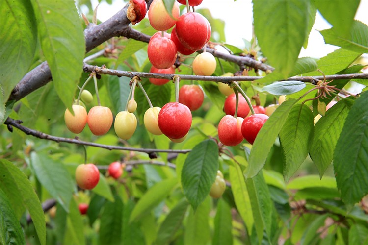 Manisa'da 2026 yılının ilk kiraz hasadı yapıldı