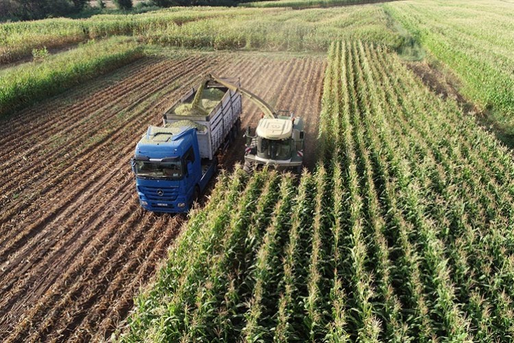 Bingöl Ovası'nda atıl araziler silajlık mısır üretimiyle canlandı