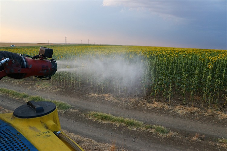 Tekirdağ'da çekirgelere karşı ilaçlama başlatıldı