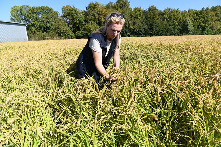 Damla sulamayla çeltikte verim artışı sağlandı